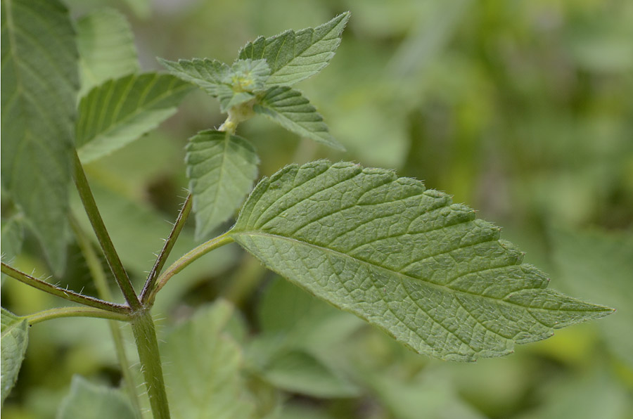 Galeopsis segetum / Canapetta campestre